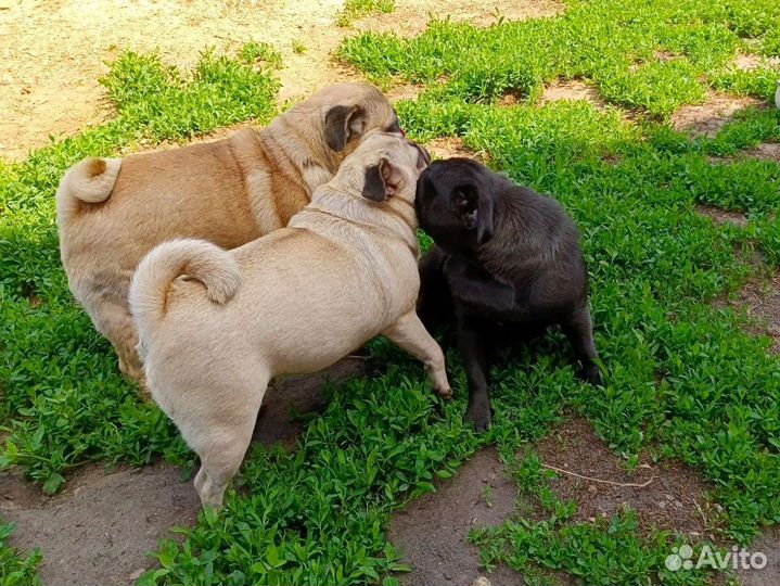 Милые мопсы