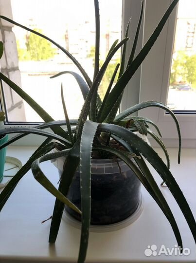 Комнатные цветы алоэ- вера