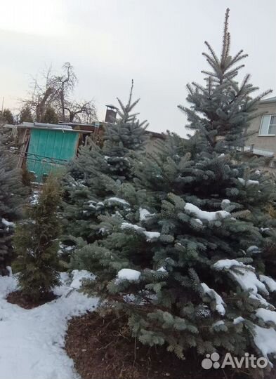 Ель Живая саженец 1м