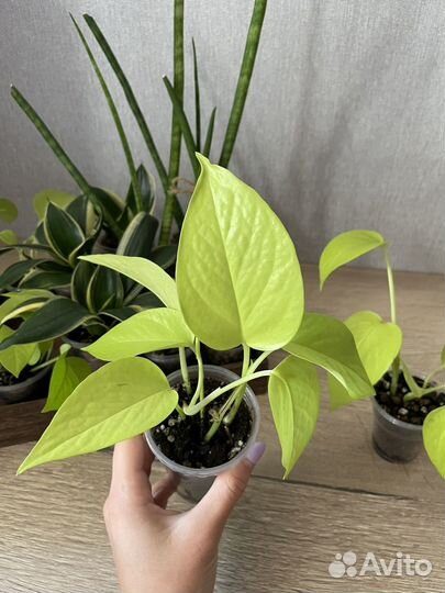 Эпипремнум неон