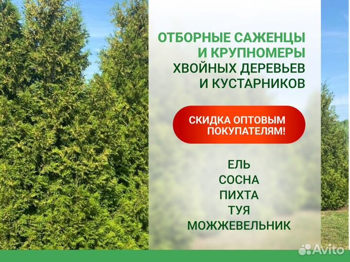 Ель, сосна, туя, пихта, можжевельник из питомника