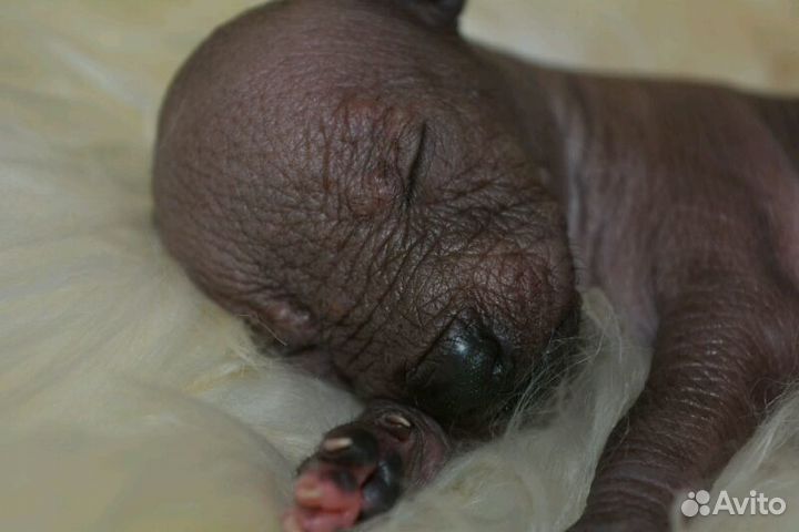 Мексиканская голая миниатюра