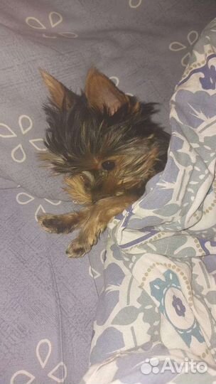 Йоркширский терьер мини беби фейс