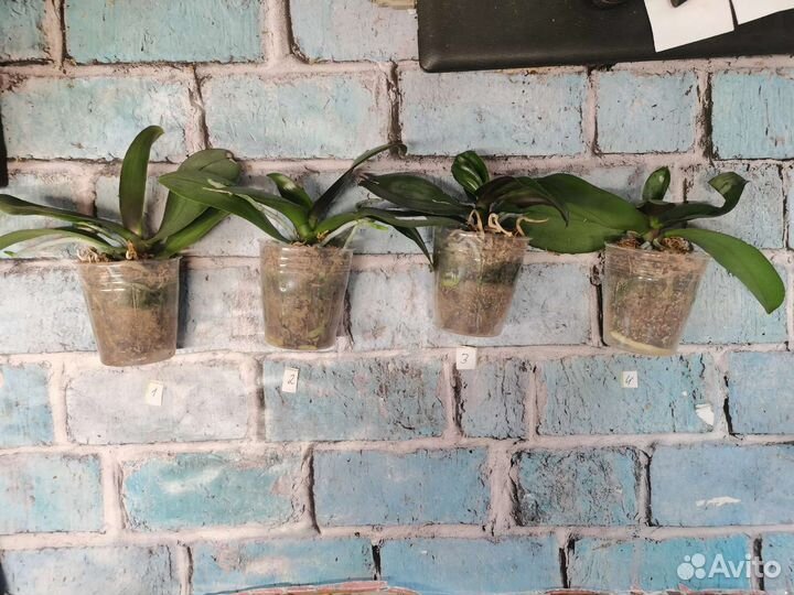 Орхидея фаленопсис KS Fragrance