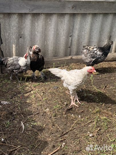 Молодые петушки