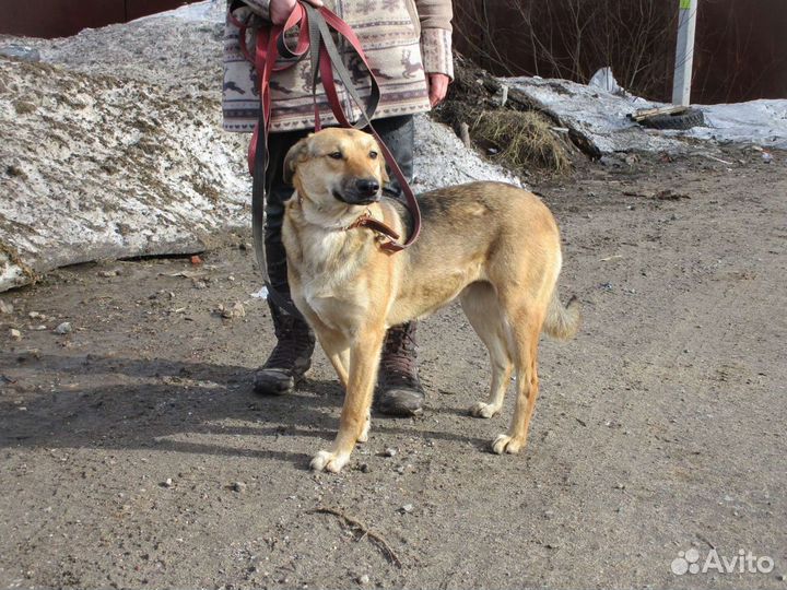 Манечке нужен дом. Приют Спас
