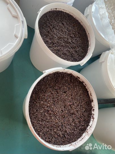 Виноградный сок (свежевыжатый)