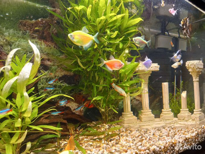 Лабео биколор и серебро. Тереции глофиш glofish