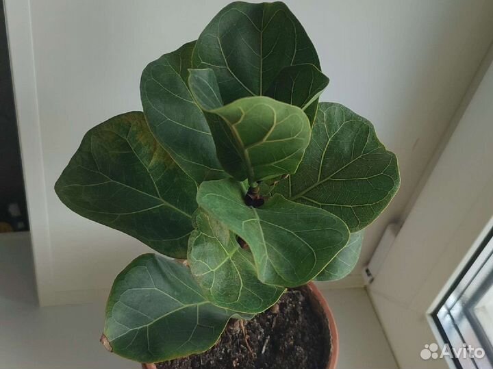 Фикус лирата бамбино