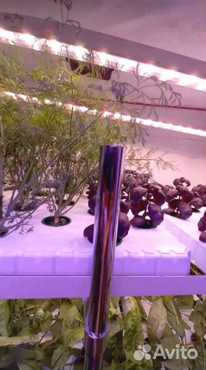 Фитотрон для выращивания саженцев растений