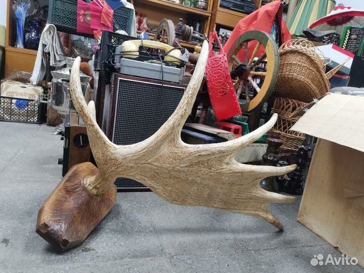 Рога лося в интерьер винтаж СССР