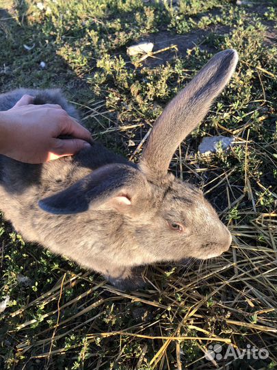 Мясо кролика