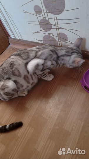 Бенгальская кошка серебро
