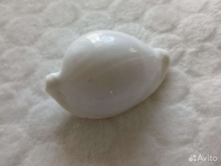 Раковина морская