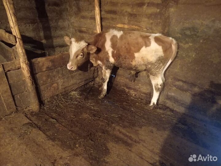 Телочки и бычки