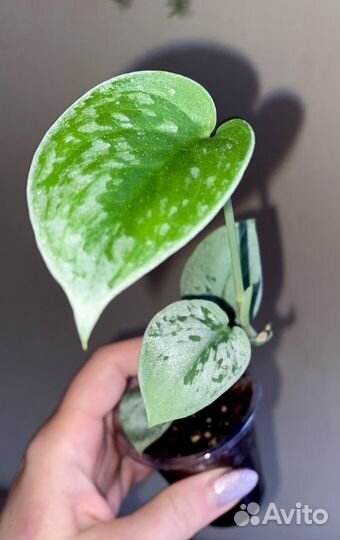 Эпипремнум Сильвер Энн