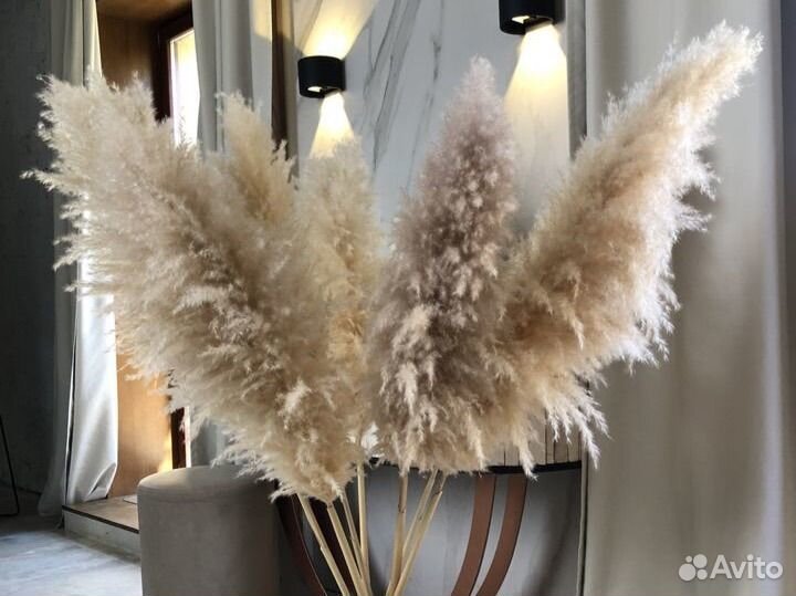 Пампасная трава