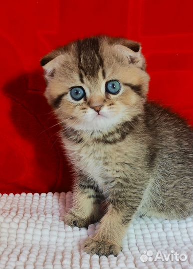 Вислоухий золотой кот