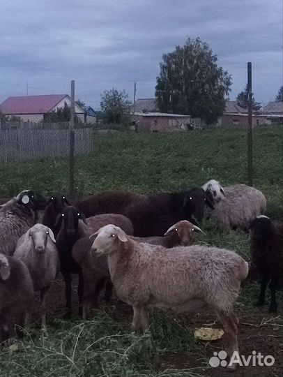 Продам овец курдючные оптом