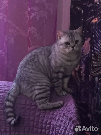 Кот Бакс шотландец вязка