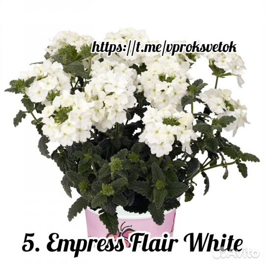 Цветы вегетативные