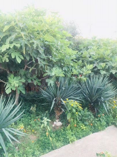 Дом 35 м² на участке 3 сот.