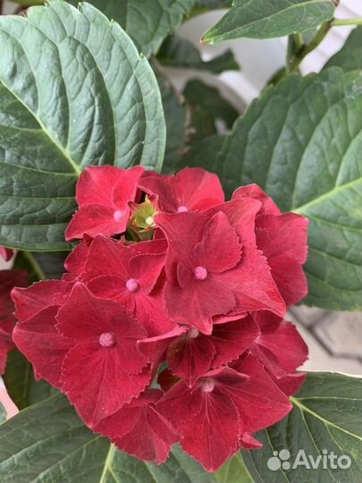 Гортензия крупнолистная саженцы