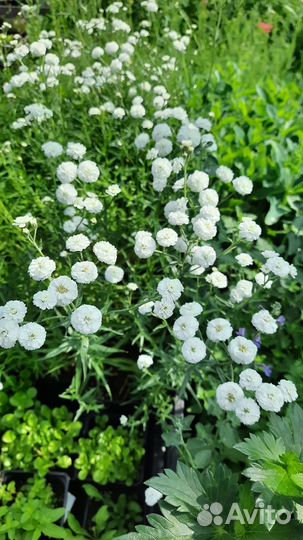 Гортензии,пионы,многолетние цветы,кустарники