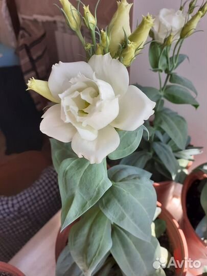 Эустома в горшке