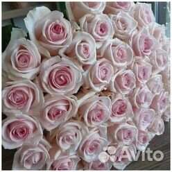 Букет роз 31роза 51 роза 101 роза