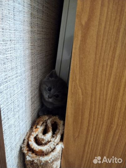 Британские котята