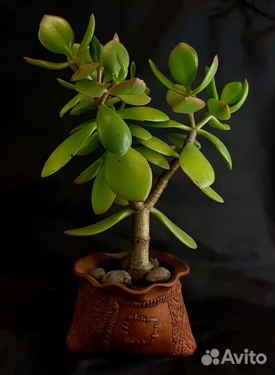 Денежное дерево - Толстянка (Крассула)