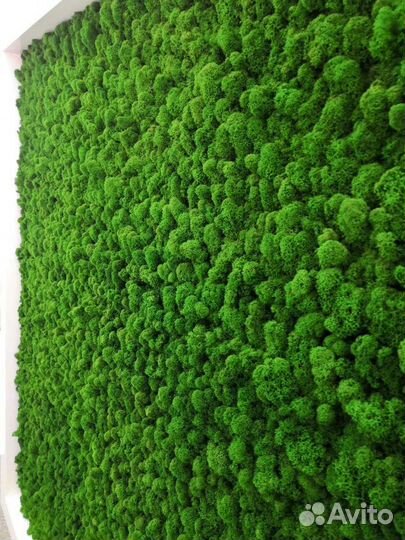 Стабилизированный мох Ягель Для декора