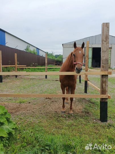 Постой для лошадей