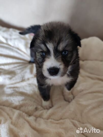 Щенки метисы хаски