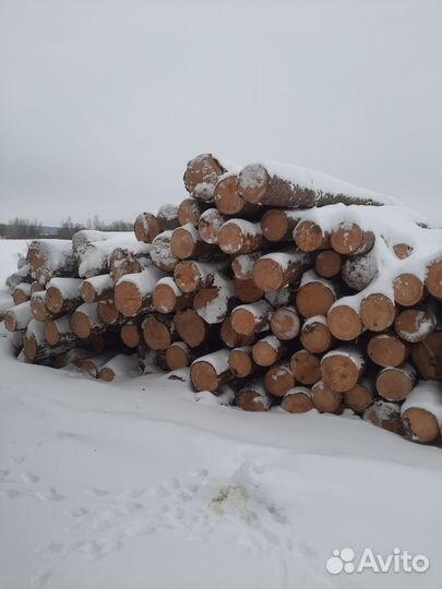 Лес кругляк сосна