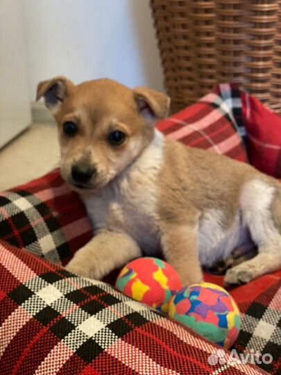 Мамонтенок