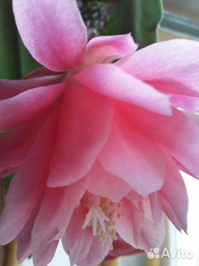 Декабрист цветущий