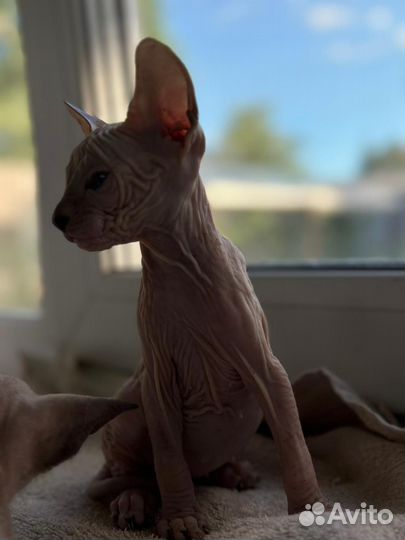 Донской сфинкс котята