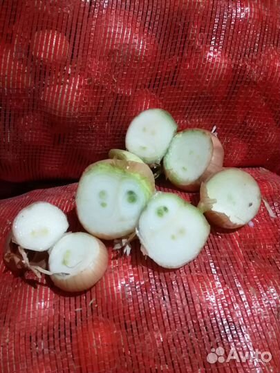 Лук на перо