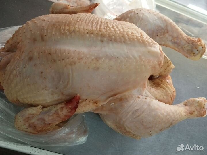 Курица, утка, гусь, курица домашняя