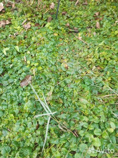 Рассада многолетних цветов