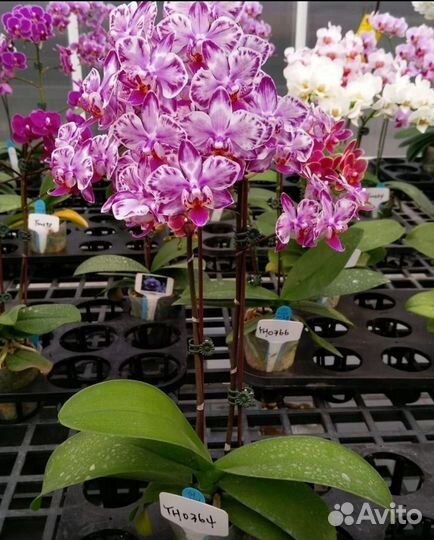 Орхидея фаленопсис