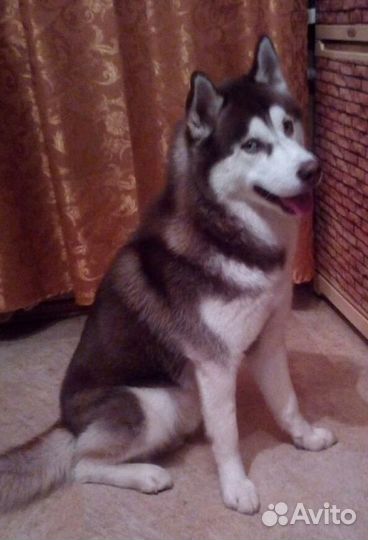 Сибирский хаски вязка