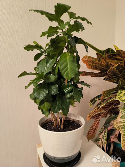 Кофейноедерево