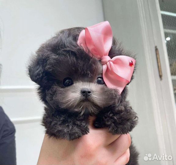 Пудель Мальтипу Тикап из Кореи