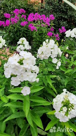 Флоксы, Лилии, Аквилегия