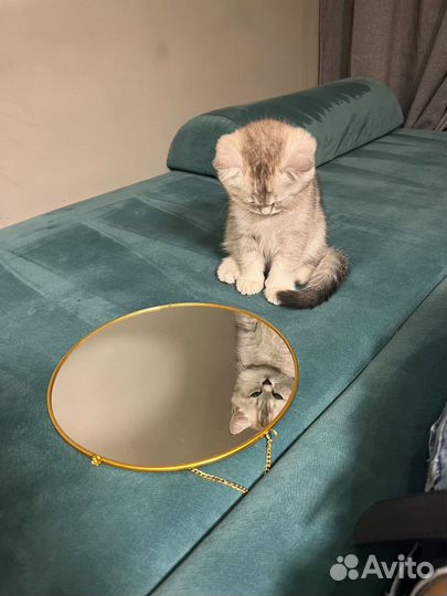 Шатланские котята