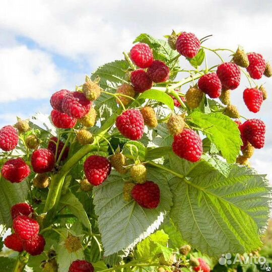 Ремонтантная малина