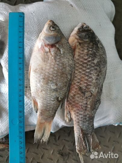 Опт речная рыба